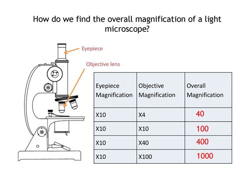 linear measurements for microscopes